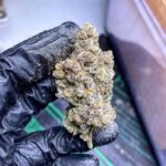 Blackberry Kush