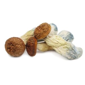 Where to buy mushroom