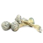 Amazonian Magic Mushrooms
