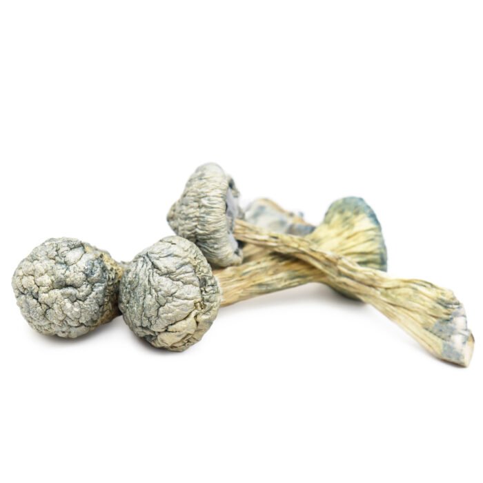 img_8805-albino-treasure-coast-1-700x700-1.jpg Amazonian Magic Mushrooms - Image 1