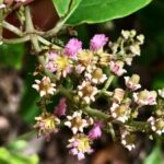 Alicia anisopetala – Black Ayahuasca 10g